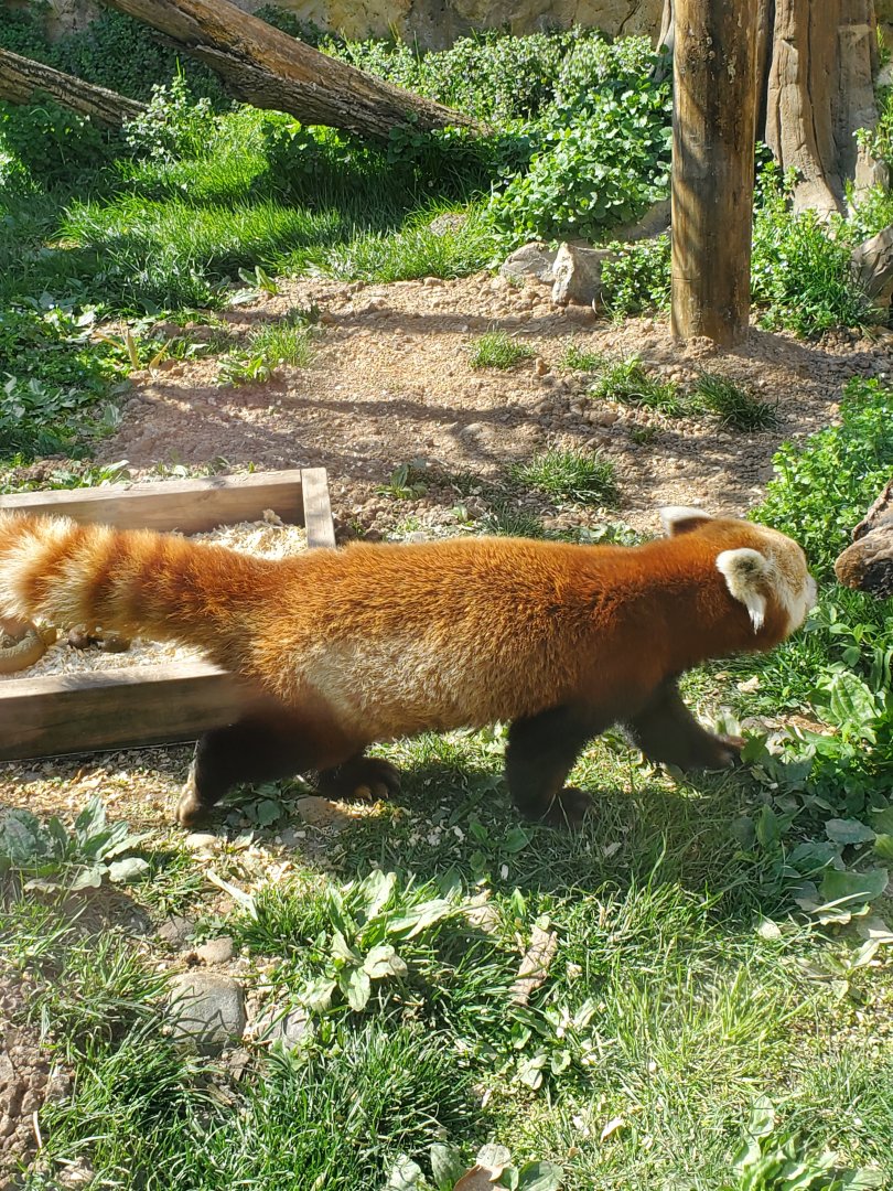 Elmwood Park Zoo (2022) - Red Panda