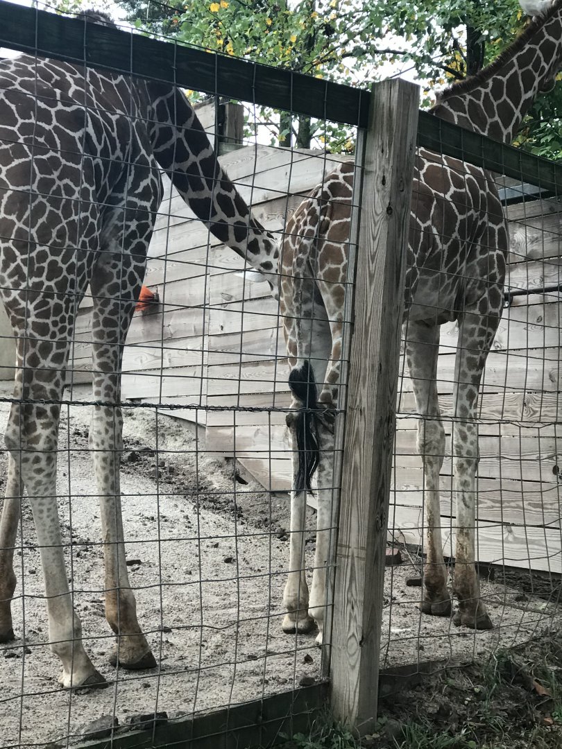 Elmwood Park Zoo- African Savanna- Giraffe-Molok-Dhrouba