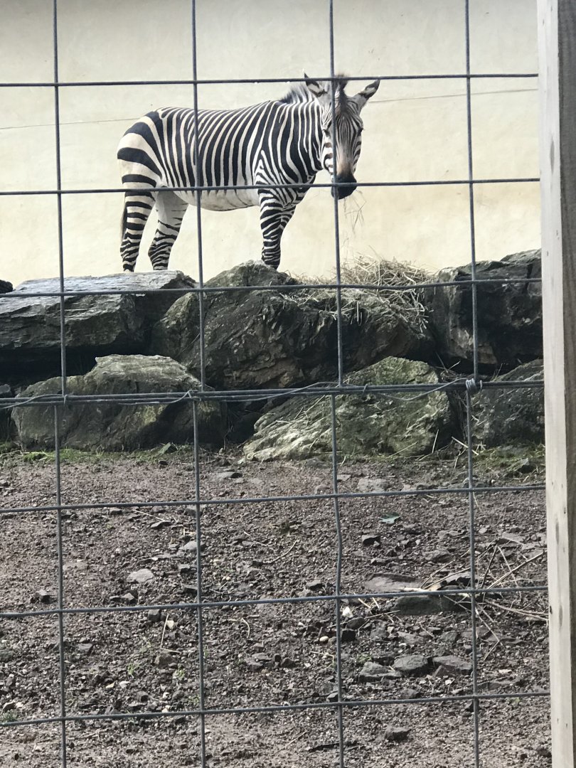 Elmwood Park Zoo-African Savanna-Hartmann’s Mountain Zebra-Hannah