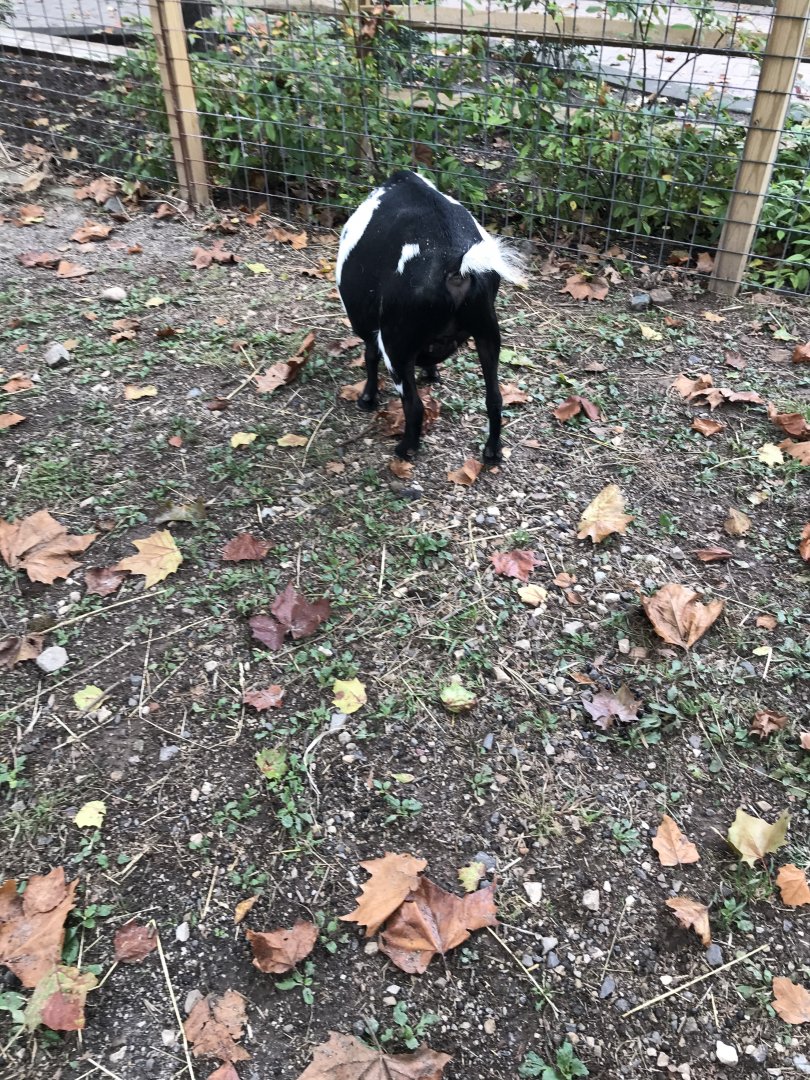 Elmwood Park Zoo- Barn- Nigerian Dwarf Goat- Dante