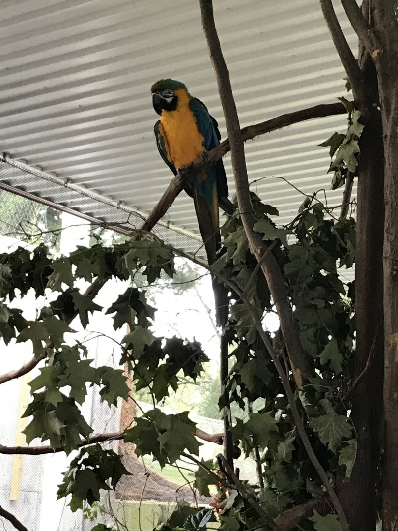 Elmwood Park Zoo- Birds of Paradise- Blue-and-gold macaw- Azule