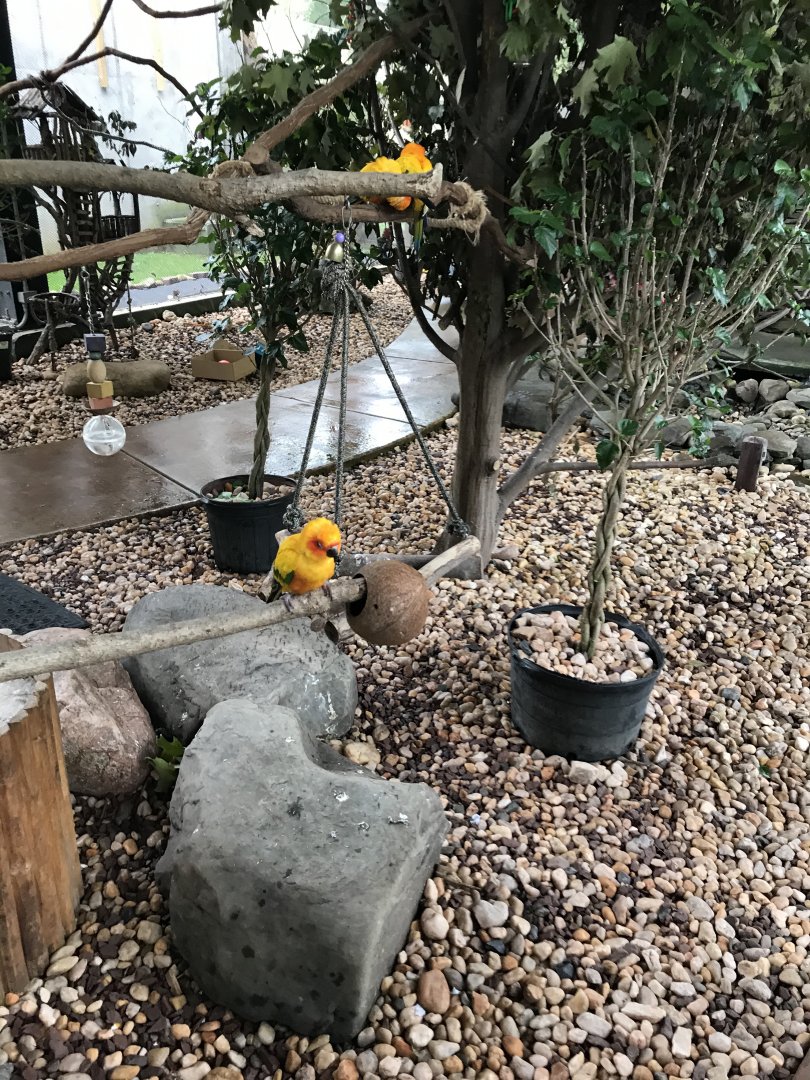 Elmwood Park Zoo- Birds of Paradise- Sun Conure