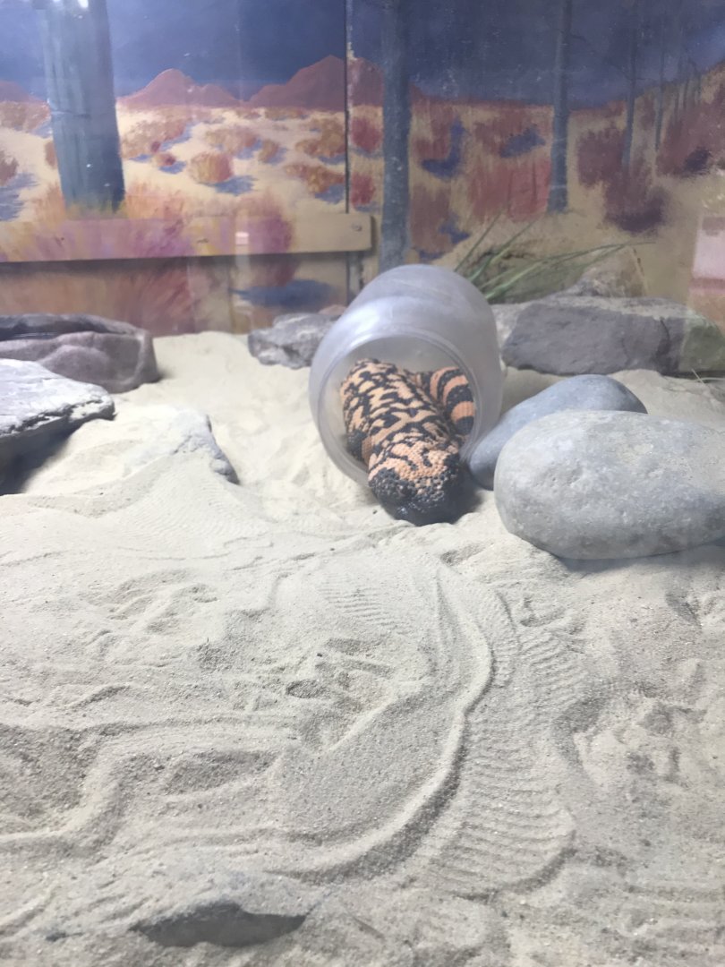 Elmwood Park Zoo- The Grasslands- Gila Monster