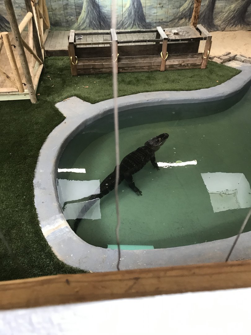 Elmwood Park Zoo- The Wetlands- American Alligator- Penny