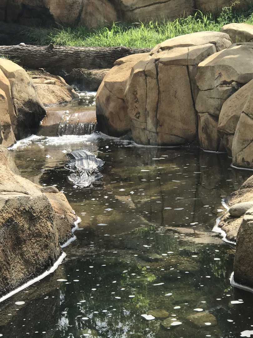Elmwood Park Zoo- Trail of the Jaguar- American alligator- Penny