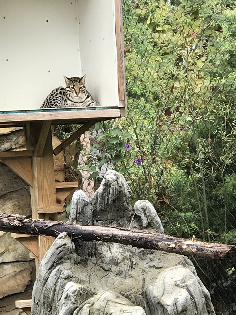 Elmwood Park Zoo- Trail of the Jaguar- Ocelot- Mateo