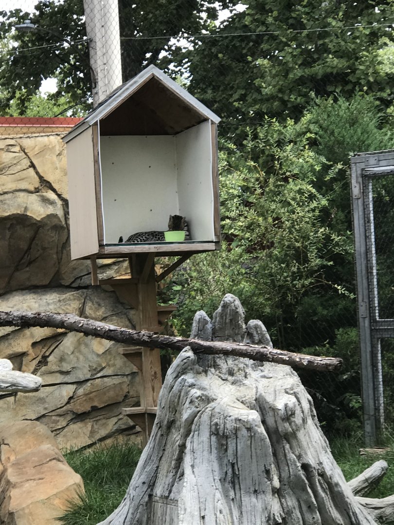 Elmwood Park Zoo- Trail of The Jaguar- Ocleot- Mateo