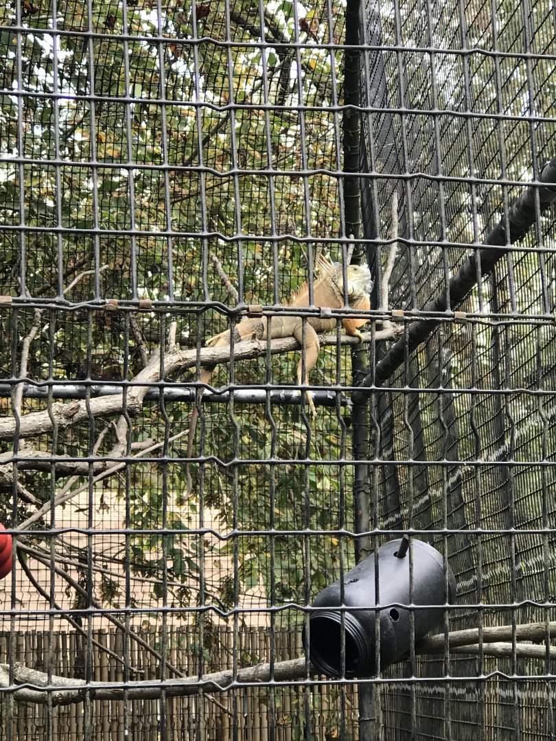 Elmwood Park Zoo- Wildlife Lodge- Green Iguana- Michael