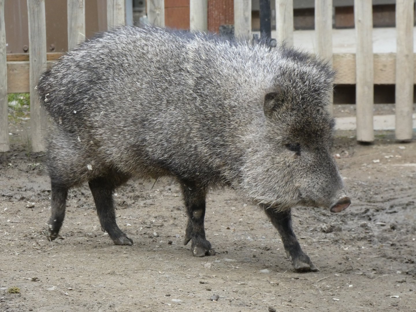 Eloise the last collared peccary