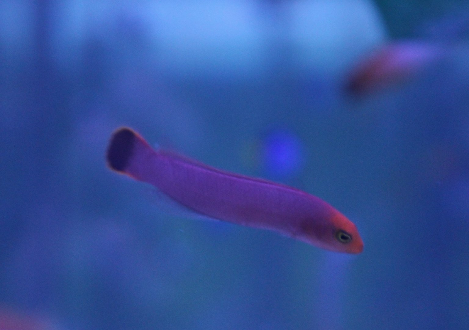 Elongate dottyback - Pseudochromis elongatus