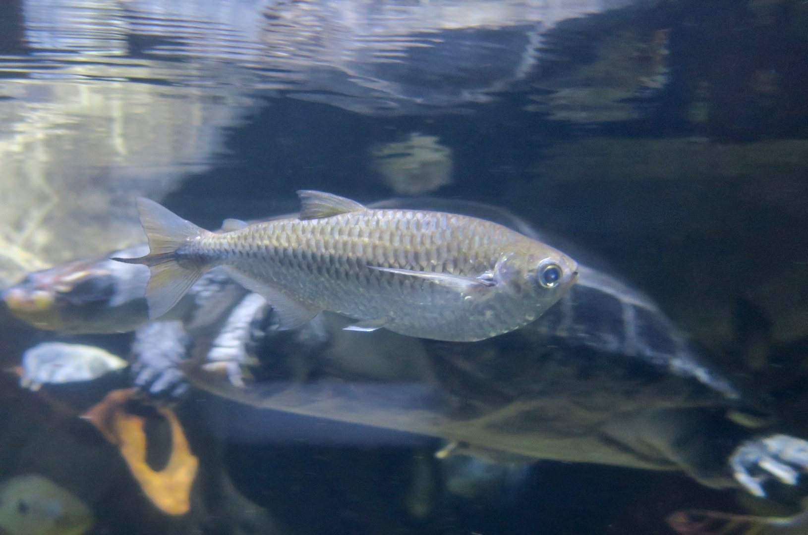 Elongate Hatchetfish (Triportheus elongatus)