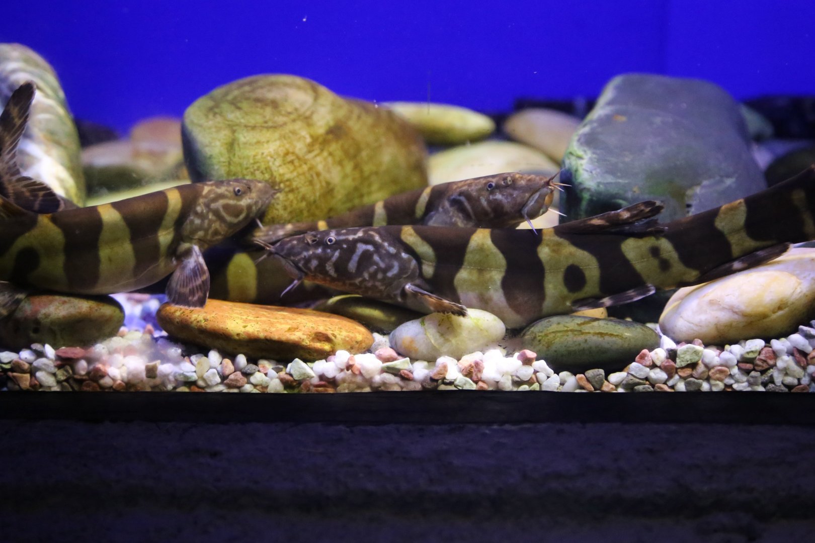 Elongate Loach (Leptobotia elongata)