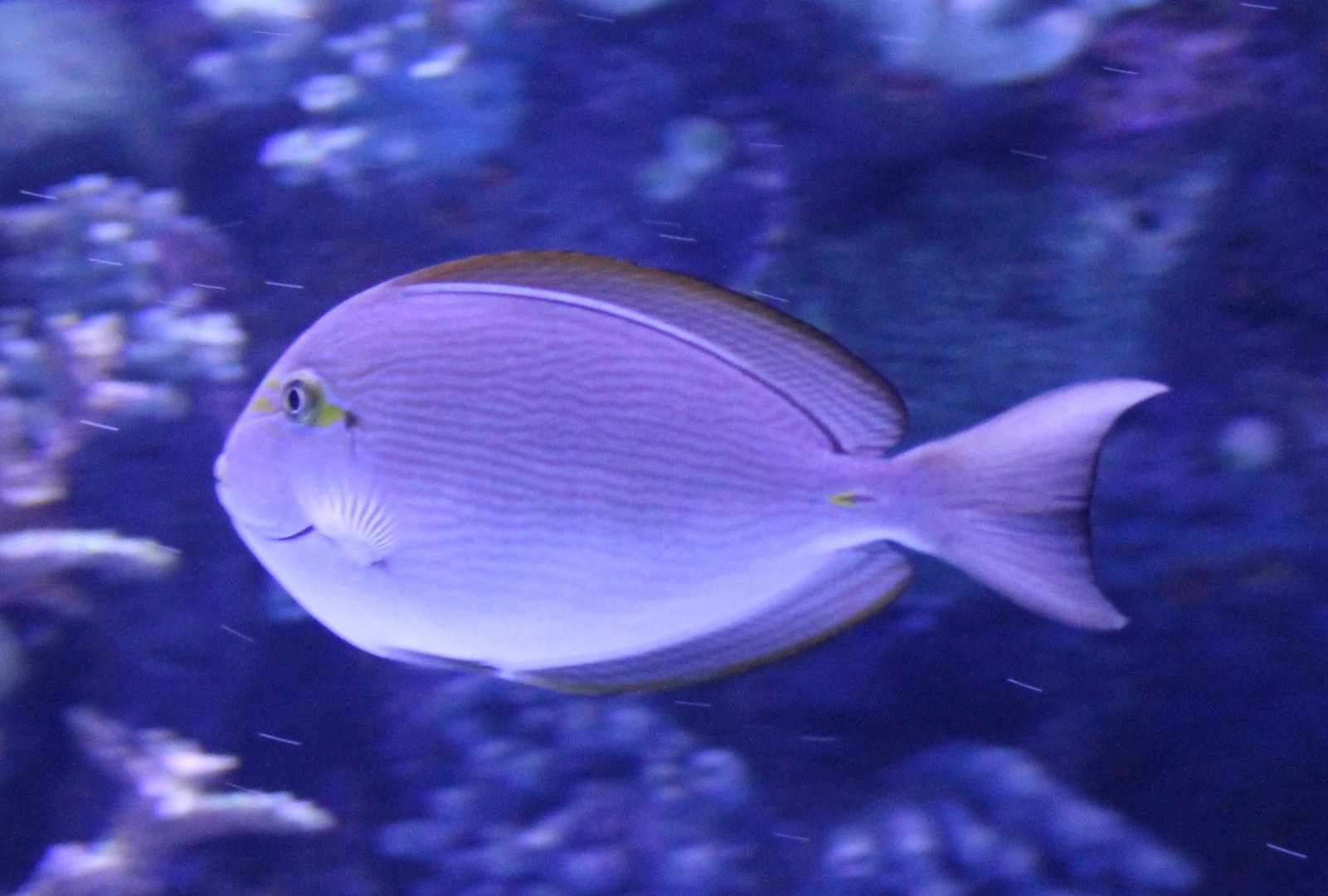 Elongate surgeonfish - Acanthurus mata