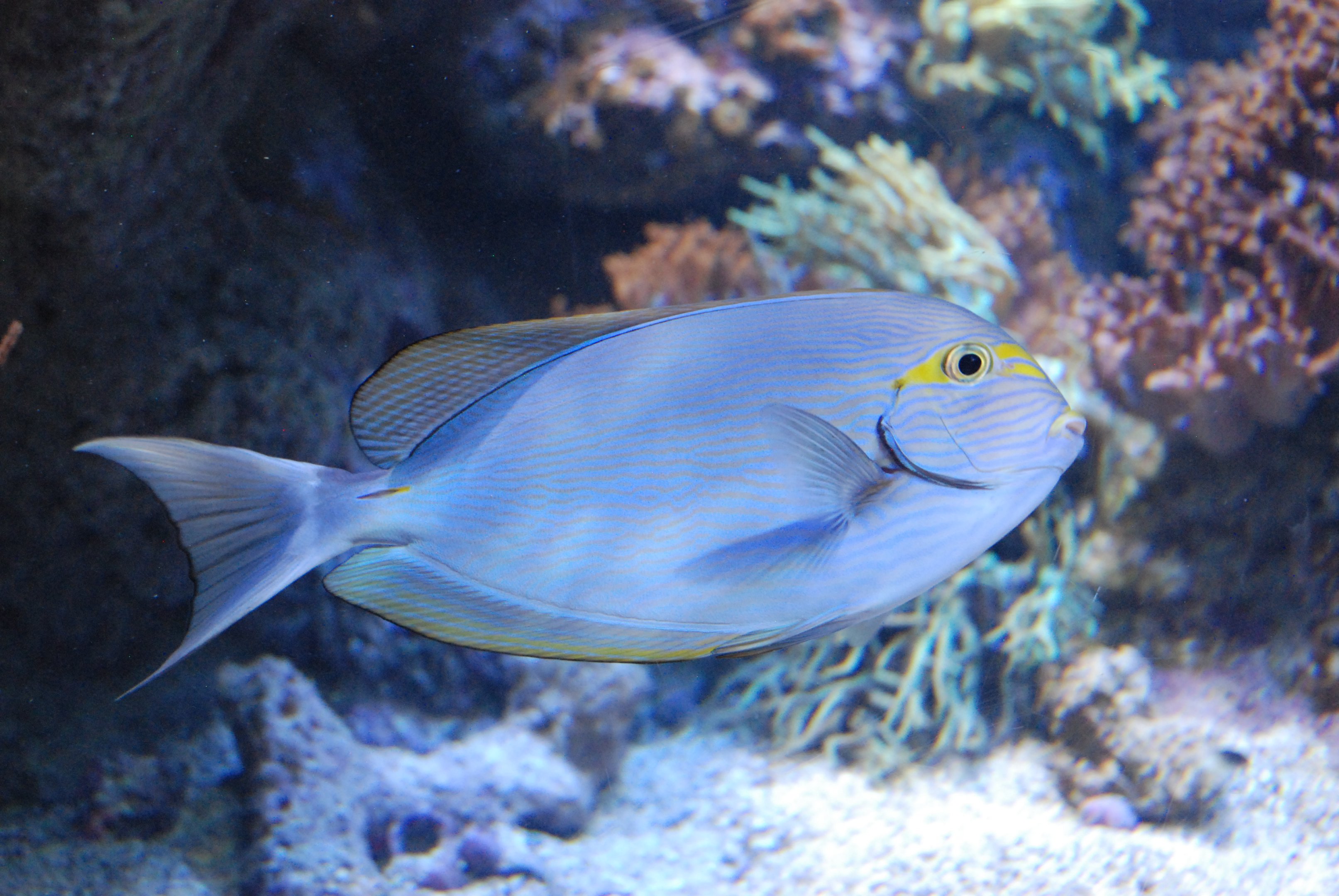Elongate Surgeonfish at Atlantis Aquarium Madrid, 20th May 2022