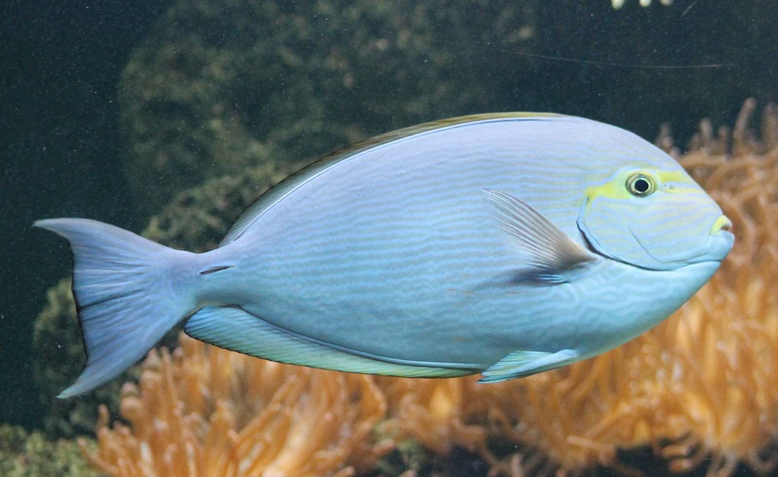 Elongate surgeonfish
