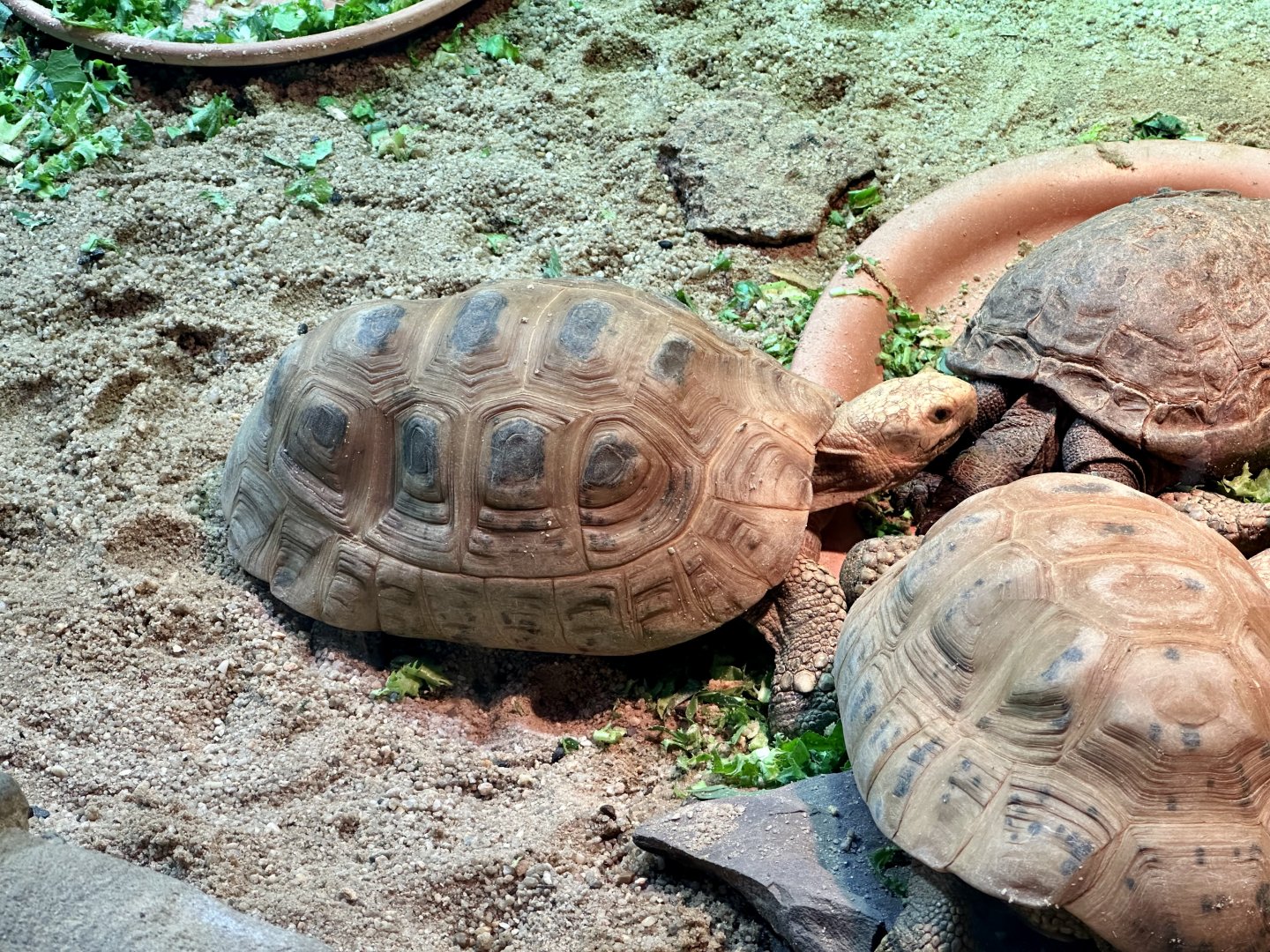 Elongate tortoise (Indotestudo elongata)
