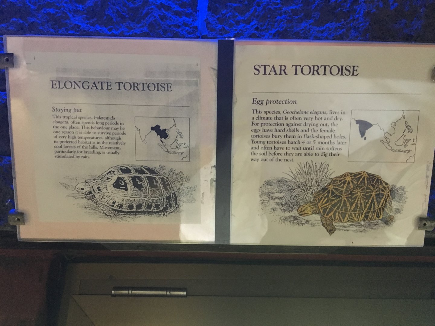 Elongate Tortoise & Star Tortoise