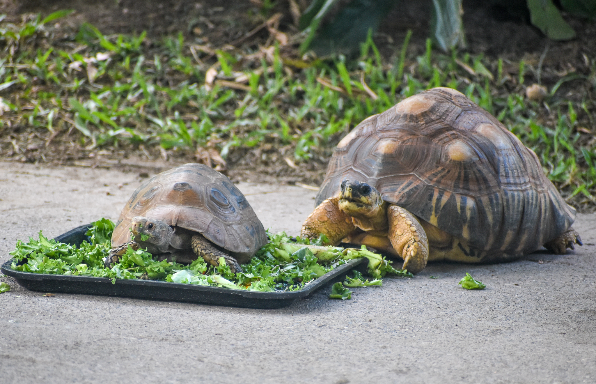 Elongated and Radiated Tortoises