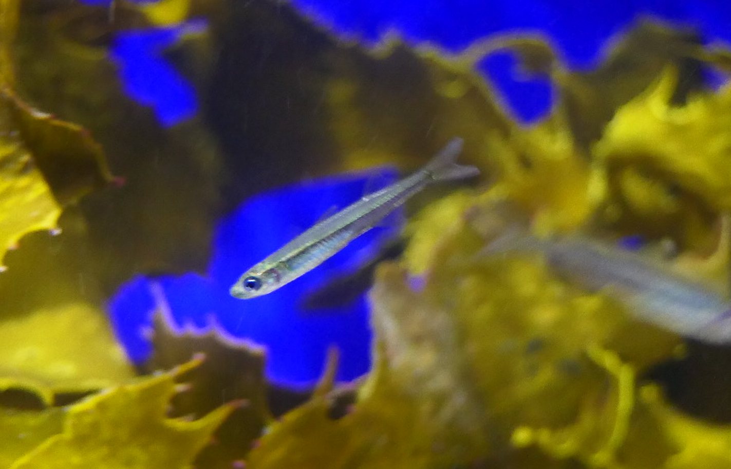 Elongated Hardyhead (Atherinosoma elongata)