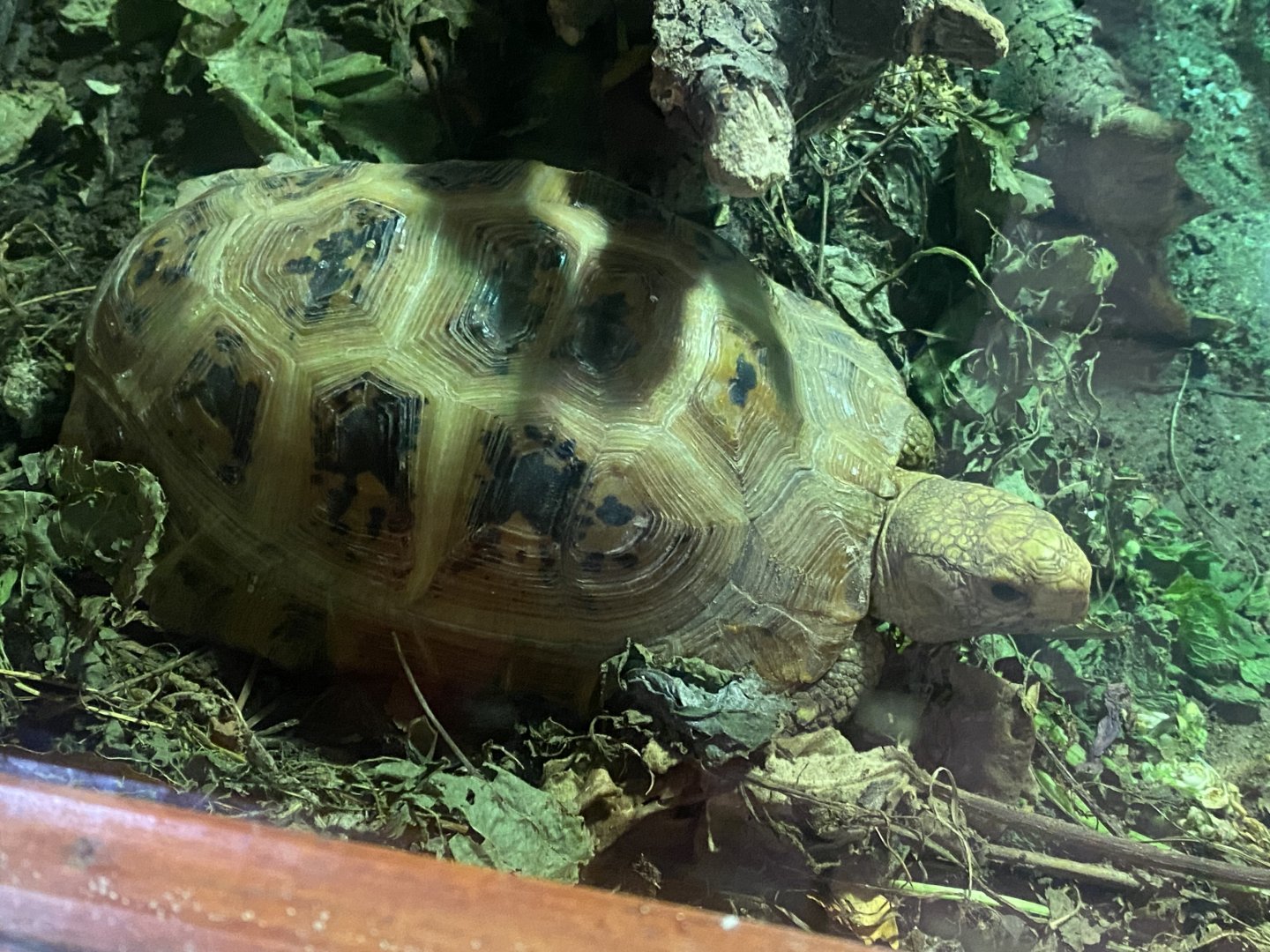 Elongated tortoise 011125