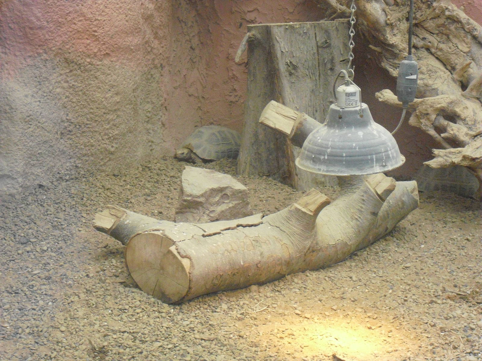 Elongated Tortoise - 12/10/2011