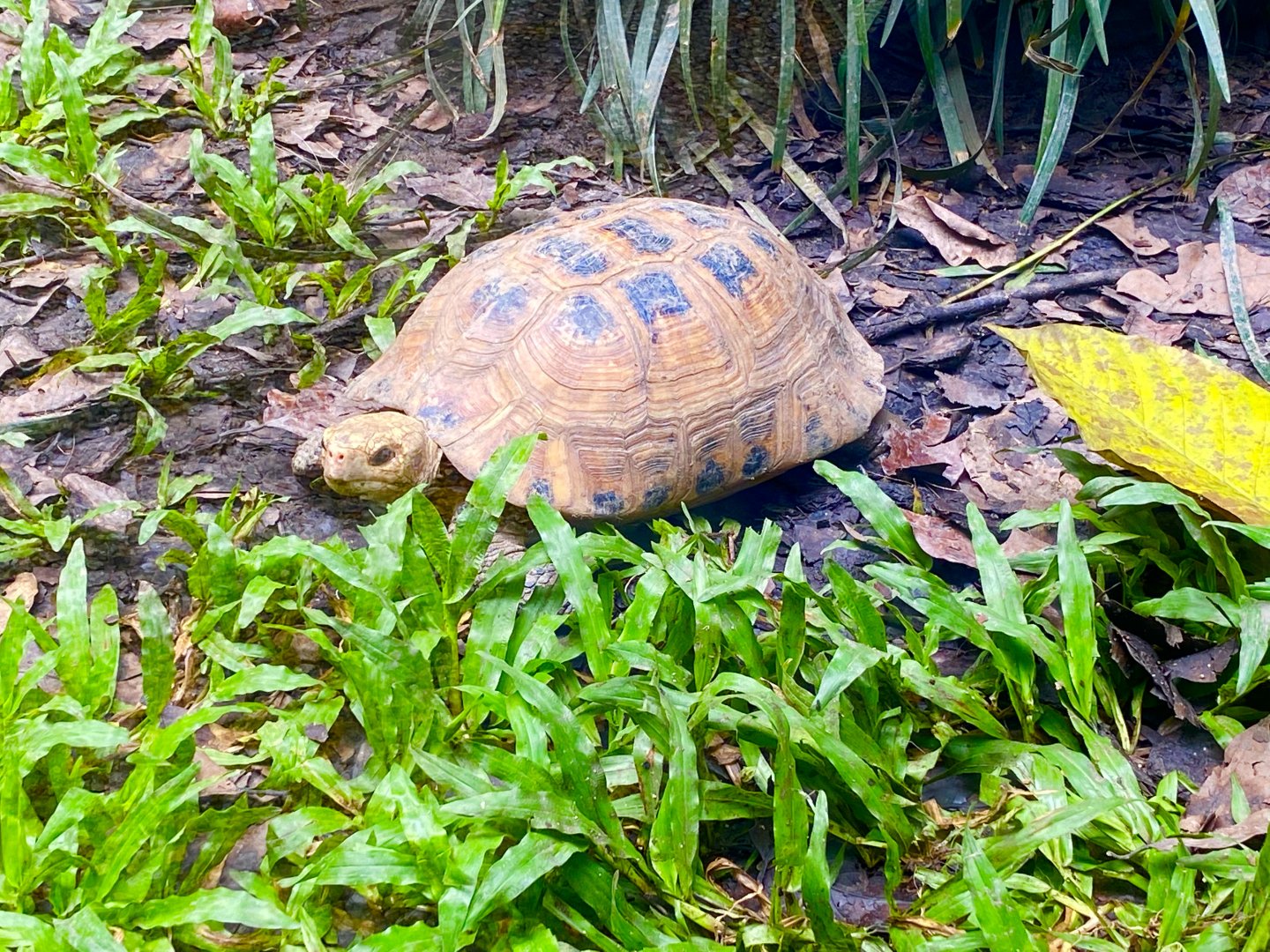 Elongated tortoise- Asian Turtles exhibit
