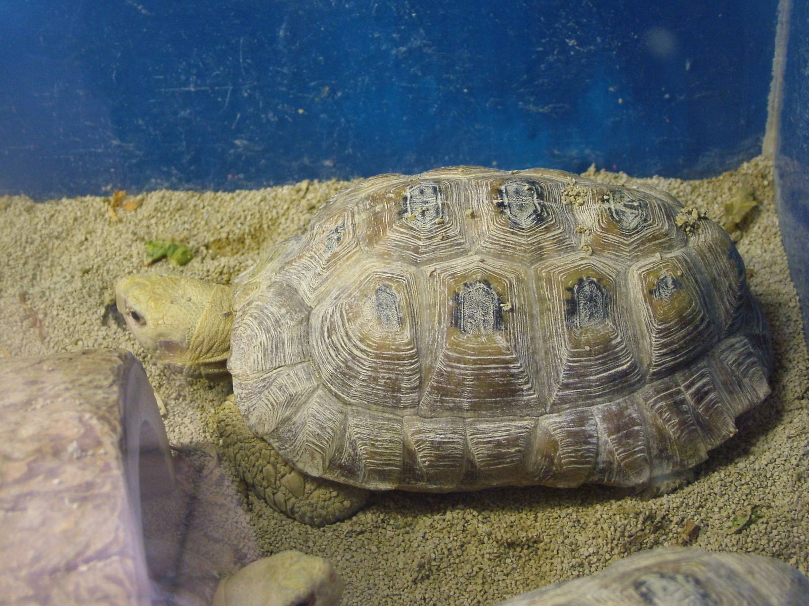Elongated Tortoise at Linton 05/04/10