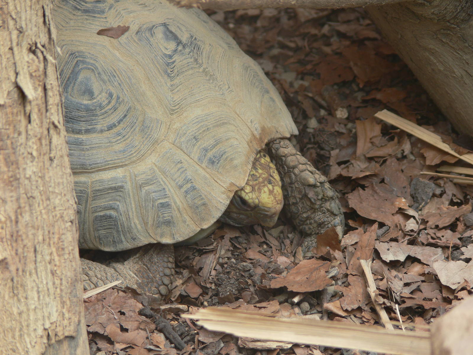 Elongated Tortoise at Tropical World, 30/06/13