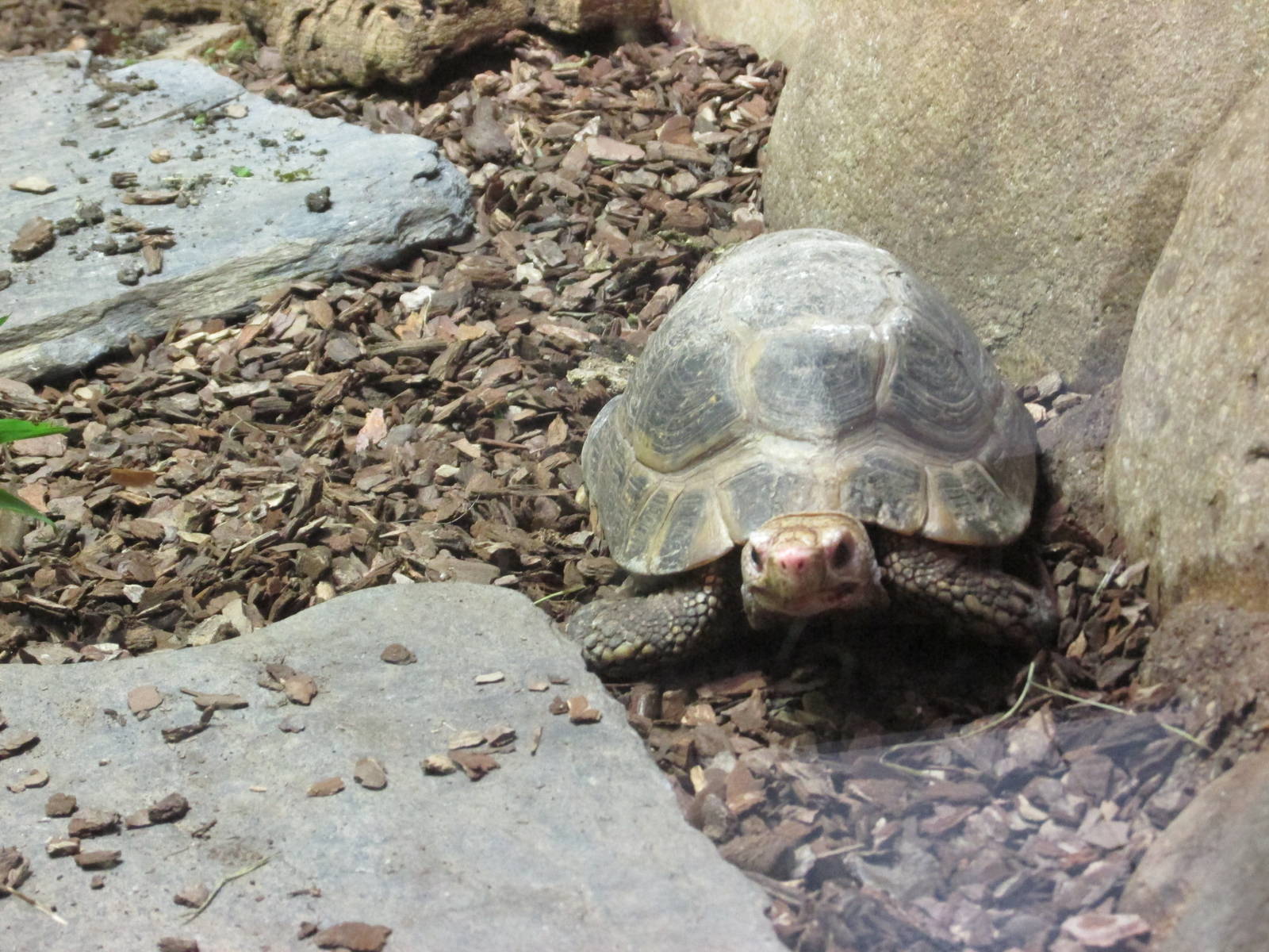 elongated tortoise barcelona zoo