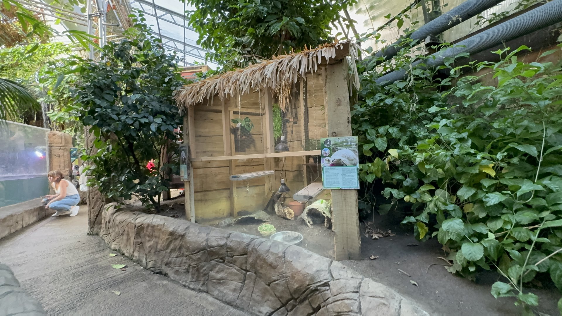 Elongated Tortoise Enclosure at Tropical World (October 2024)