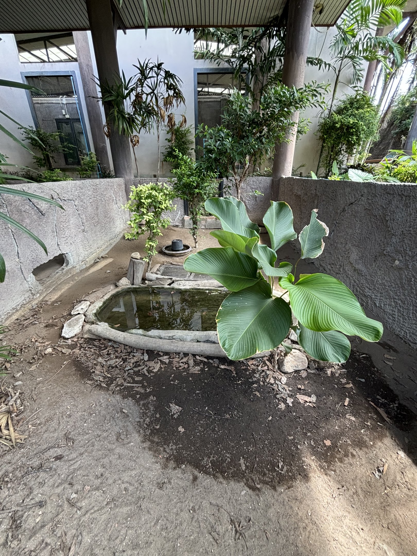 Elongated Tortoise Exhibit #1