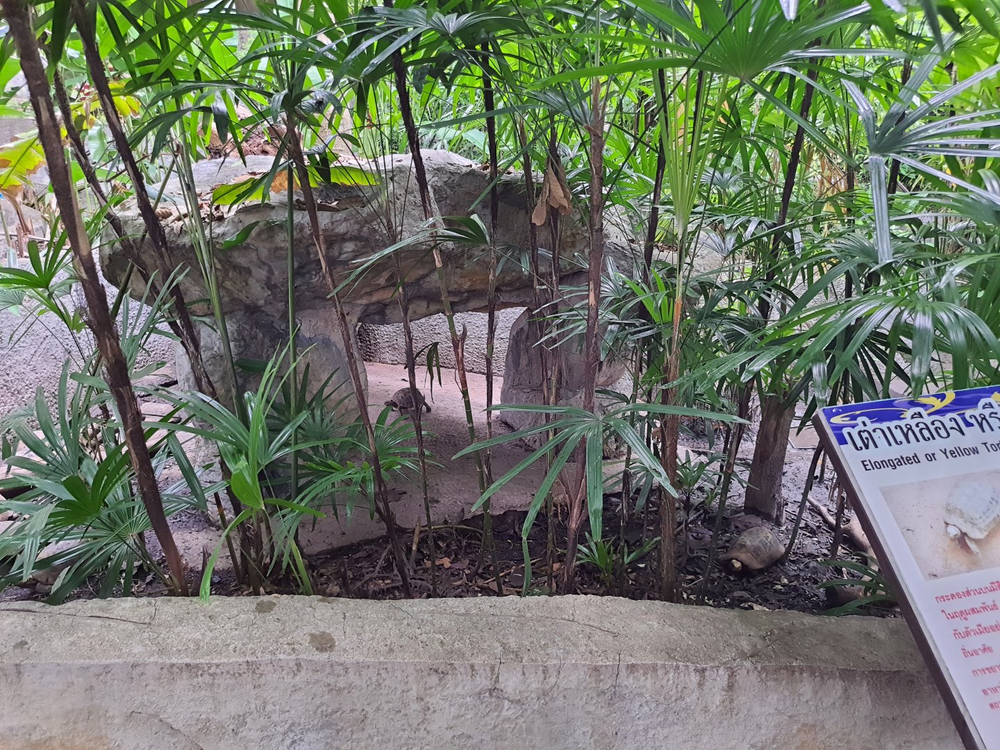 Elongated Tortoise Exhibit