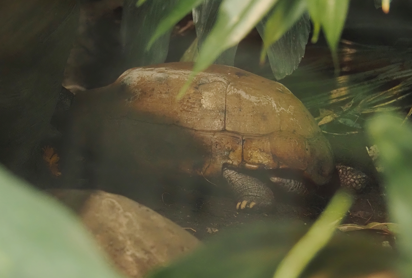 Elongated tortoise (Indotestudo elongata), 2024-06-30