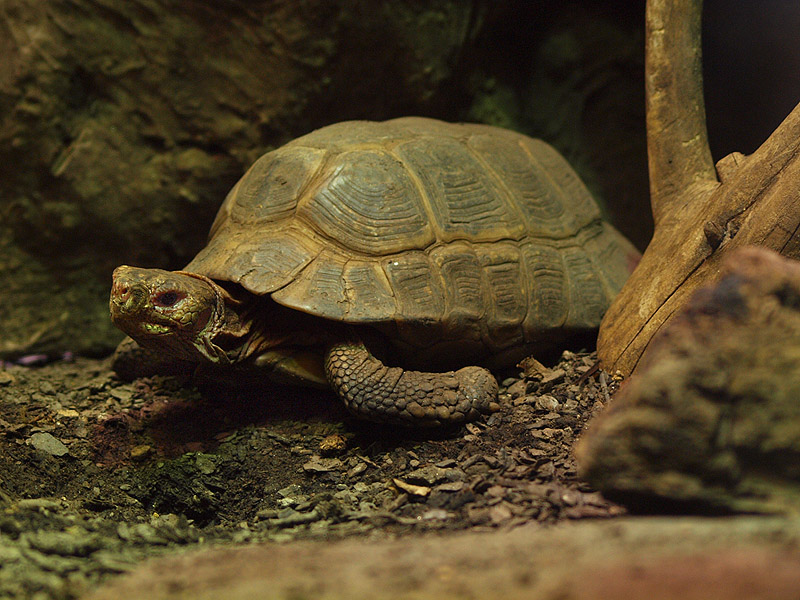 Elongated Tortoise (Indotestudo elongata)