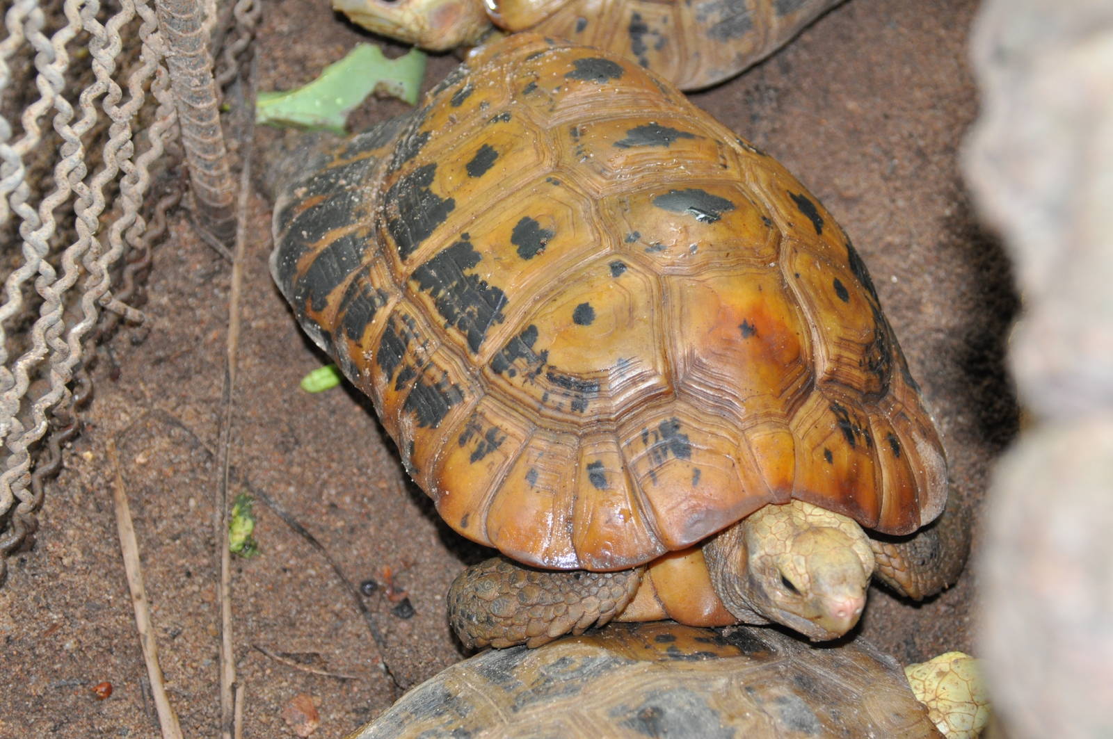 Elongated tortoise/ Indotestudo elongata