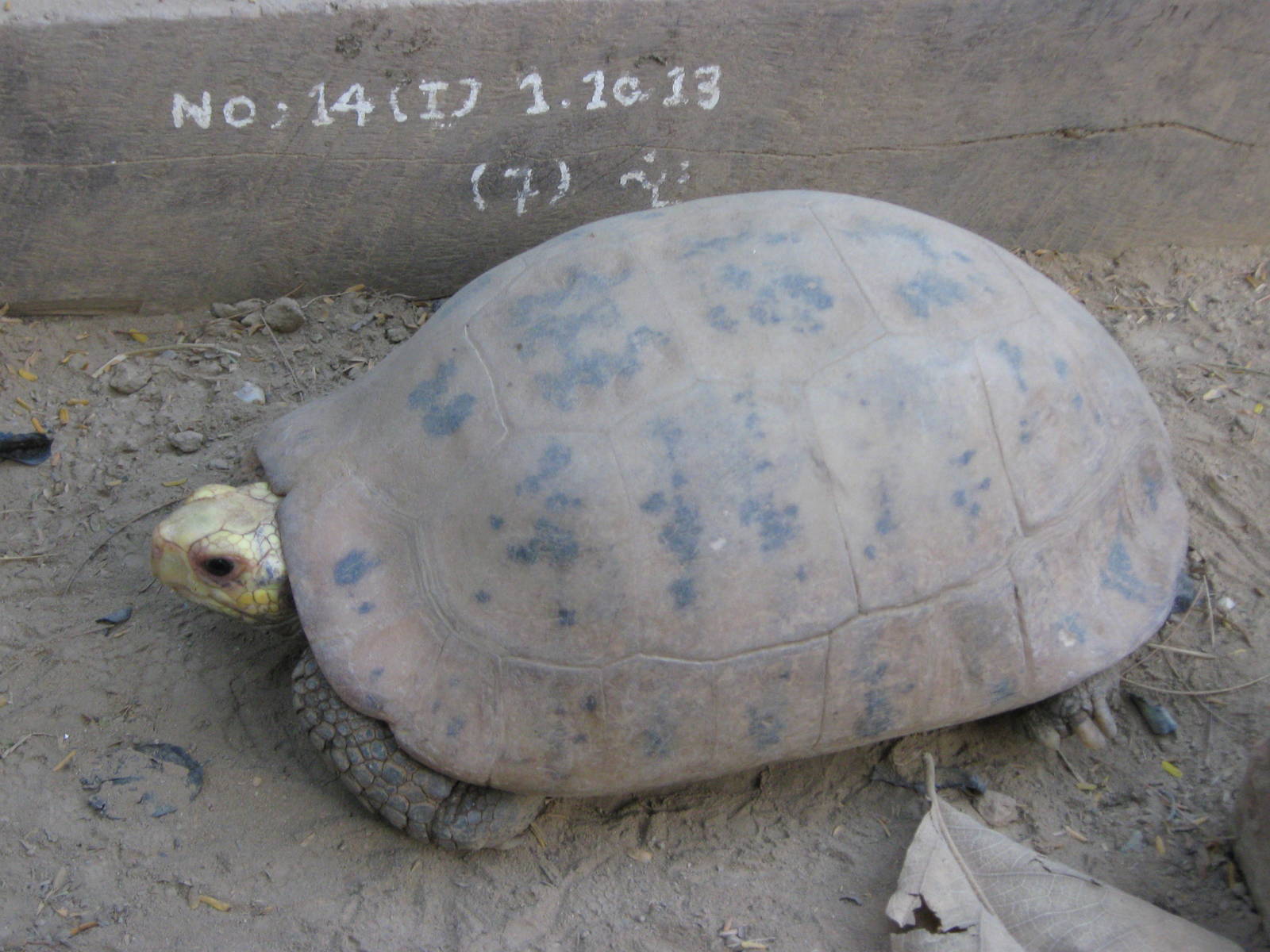 Elongated Tortoise (Indotestudo elongata)