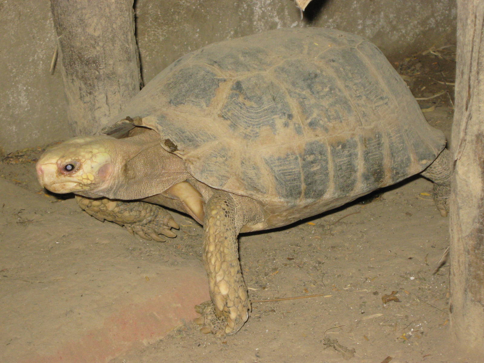 Elongated Tortoise (Indotestudo elongata)