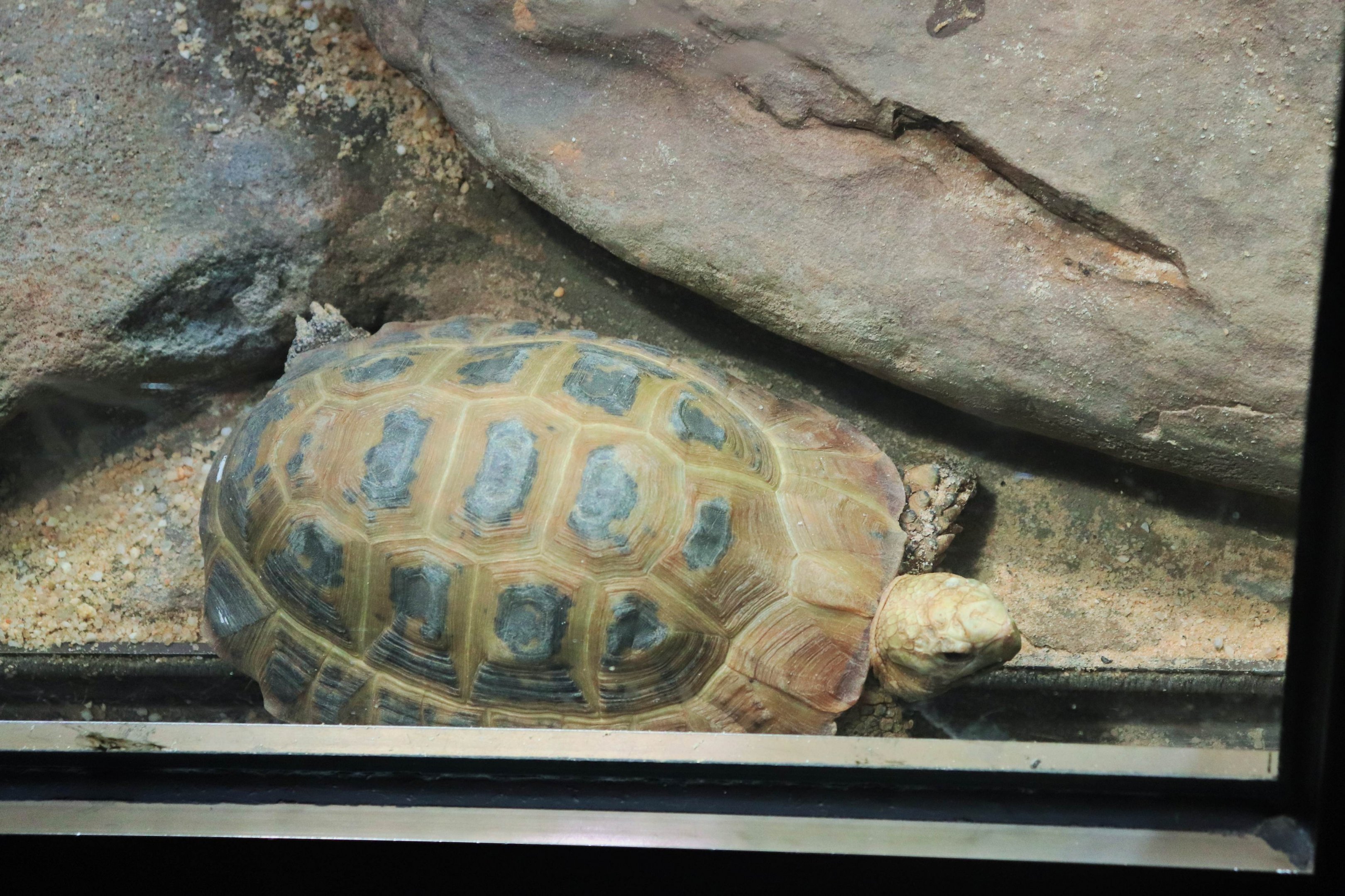 Elongated Tortoise (Indotestudo elongata)