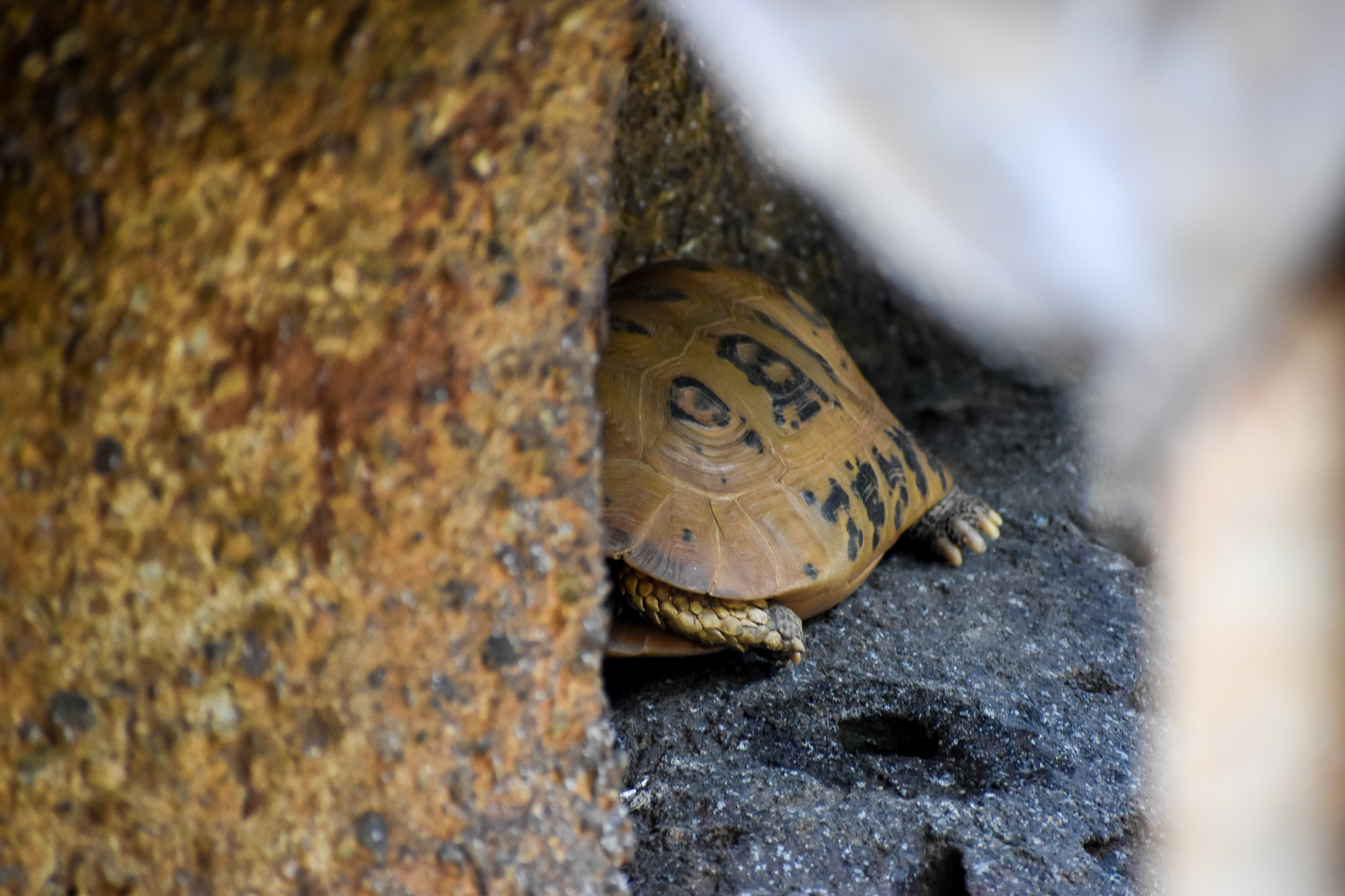 Elongated Tortoise (Indotestudo elongata)