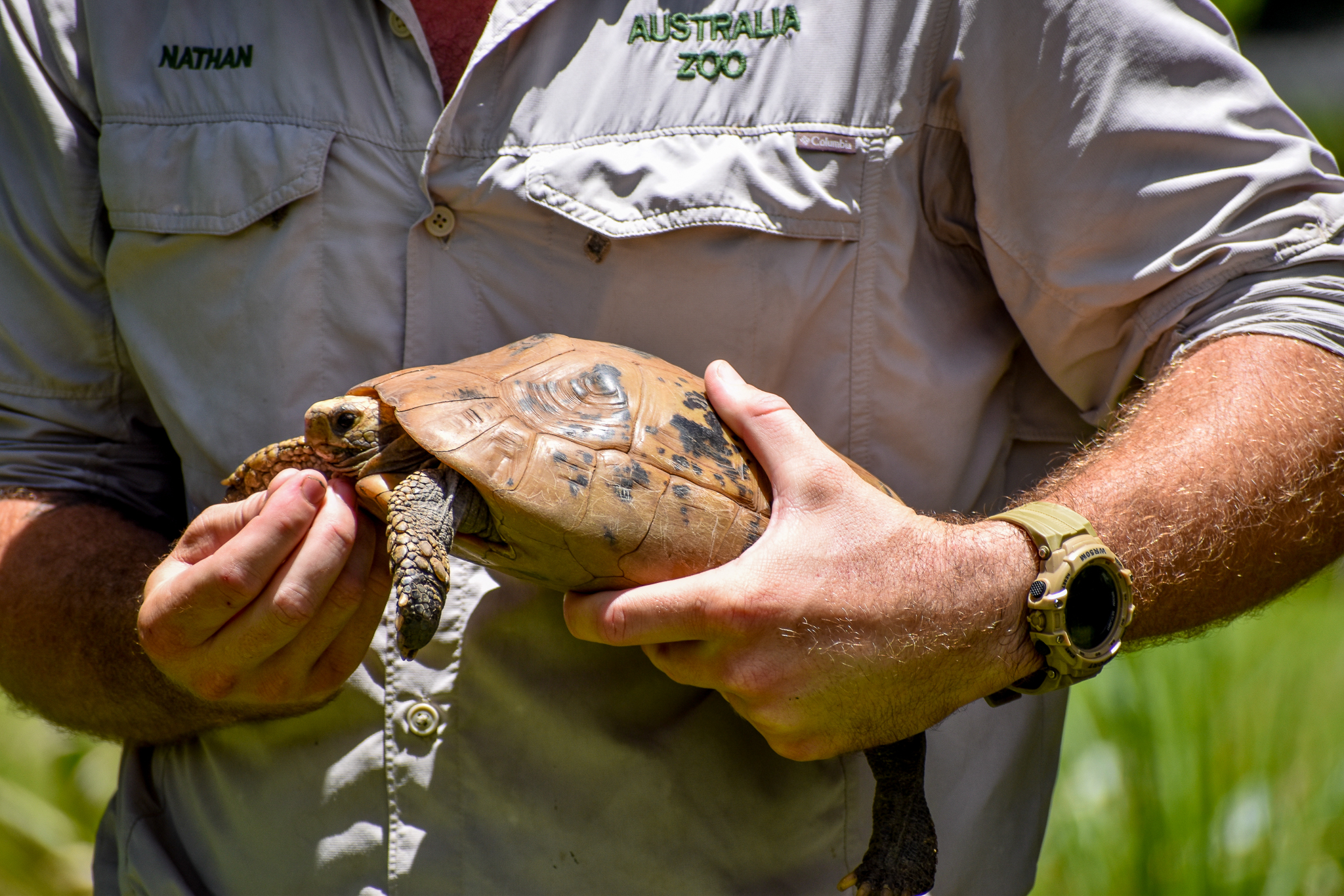 Elongated Tortoise (Indotestudo elongata)