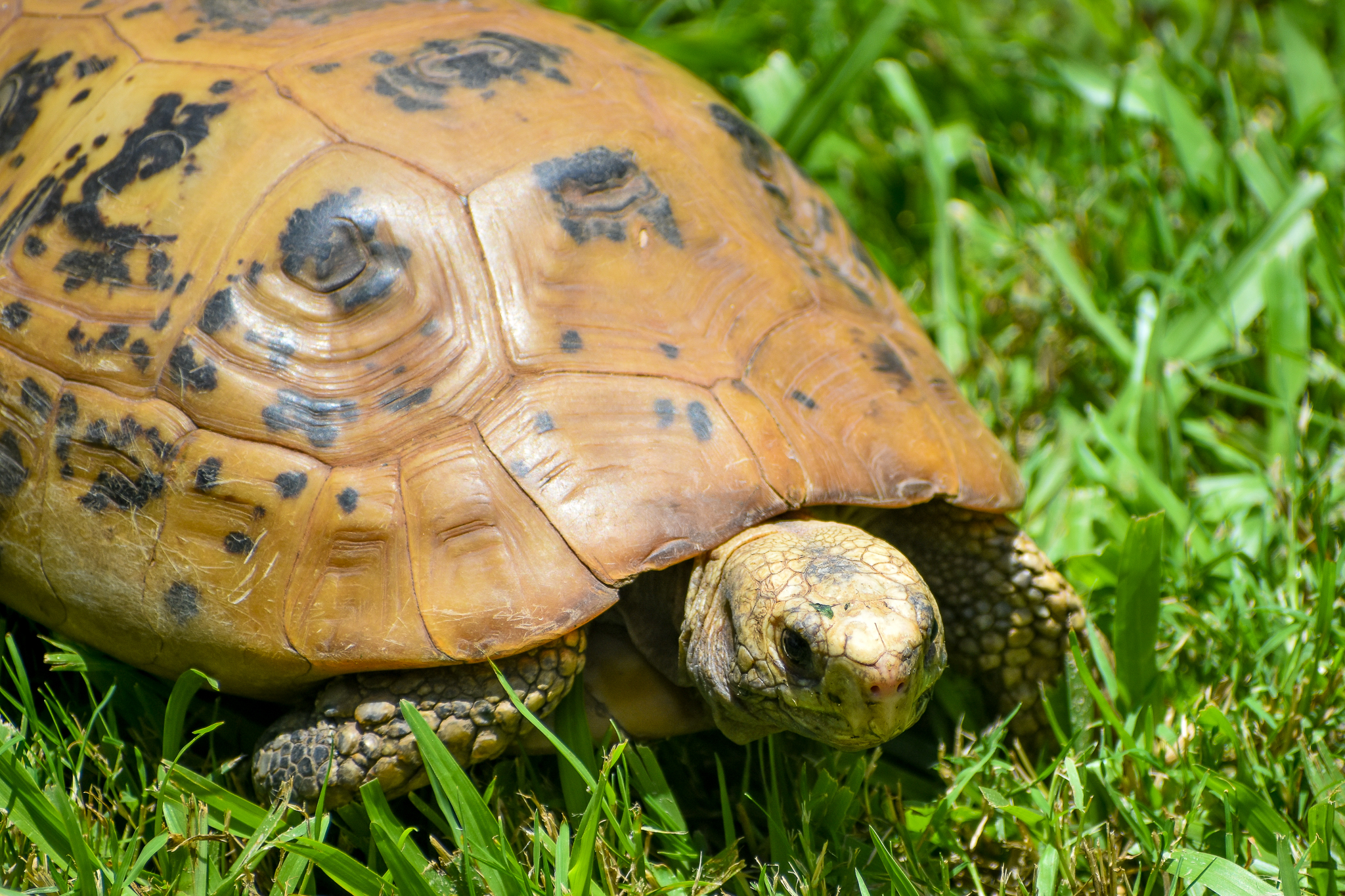 Elongated Tortoise (Indotestudo elongata)