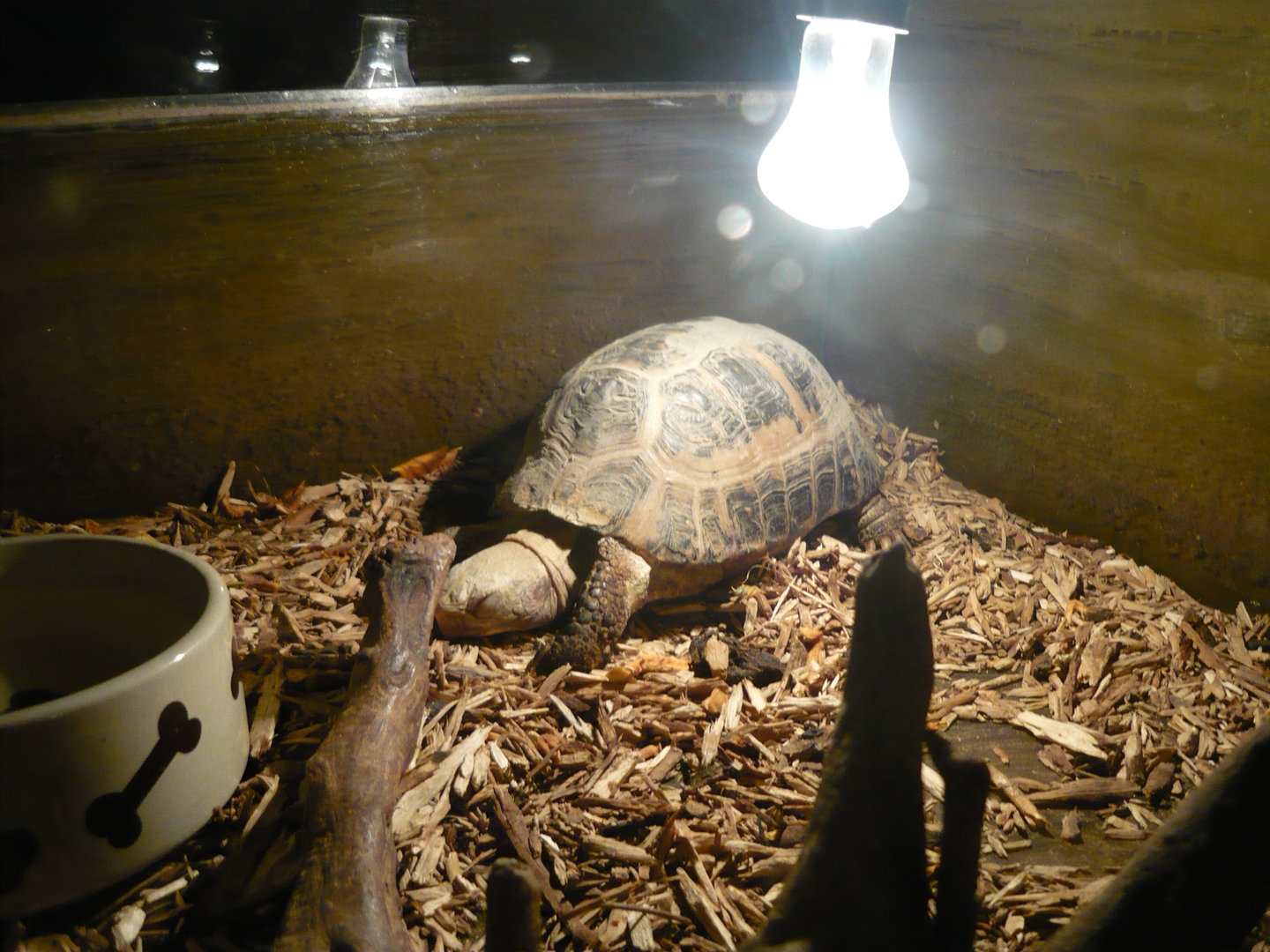 Elongated tortoise (Indotestudo elongata)