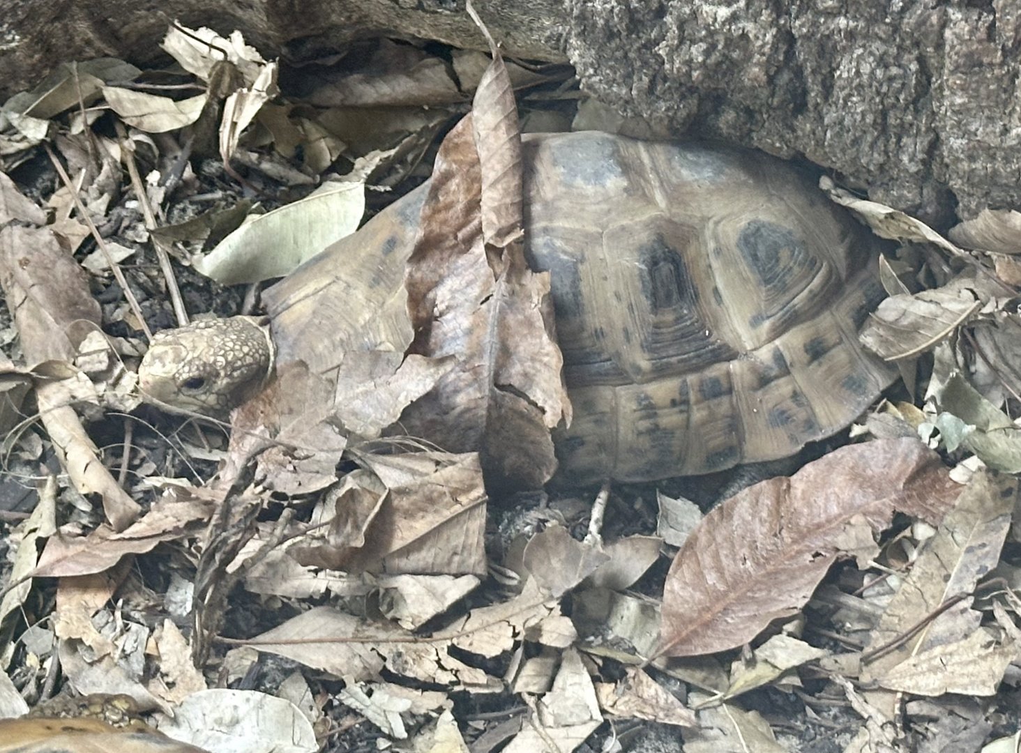 Elongated tortoise (Indotestudo elongata)