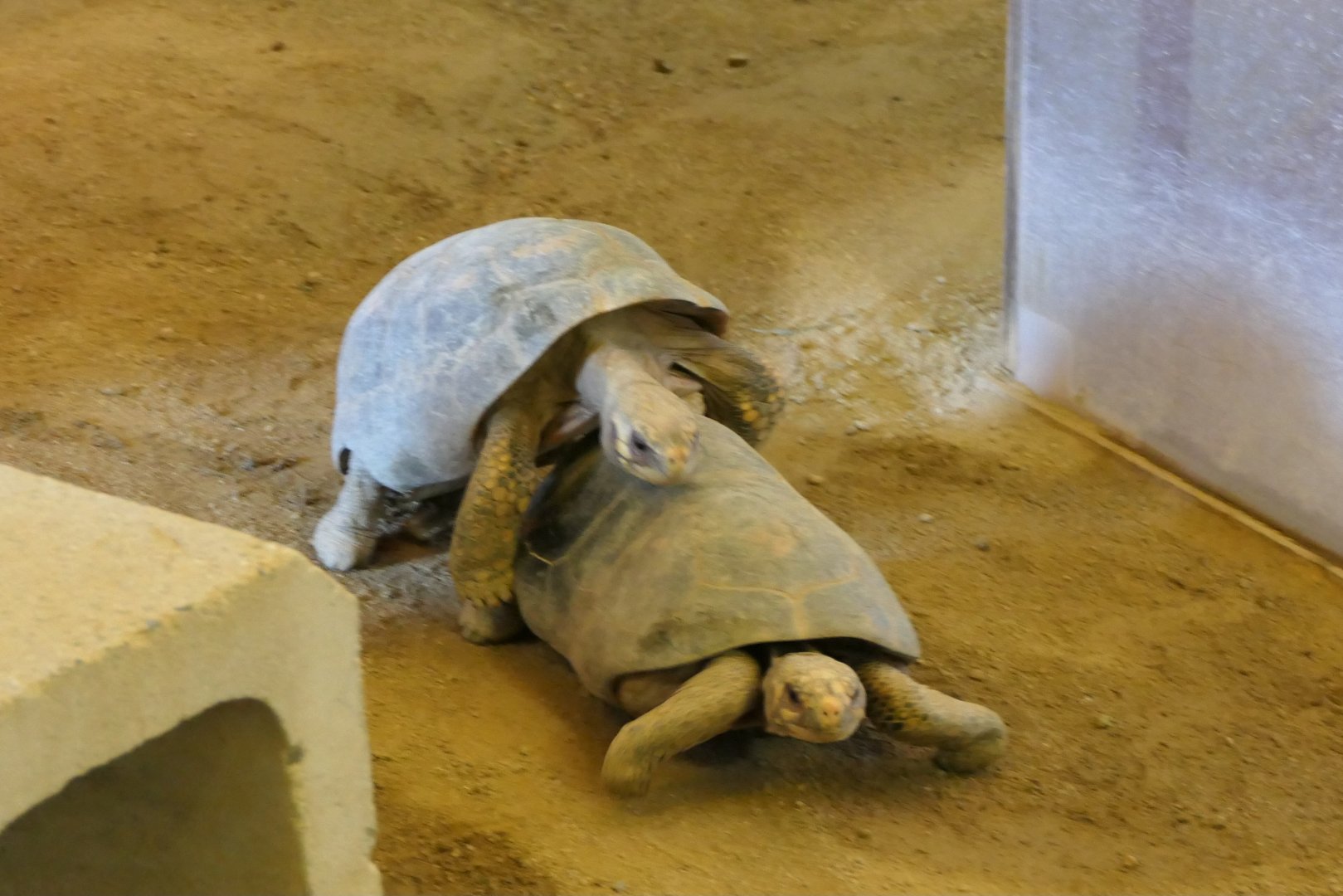 Elongated Tortoise (Indotestudo elongata)
