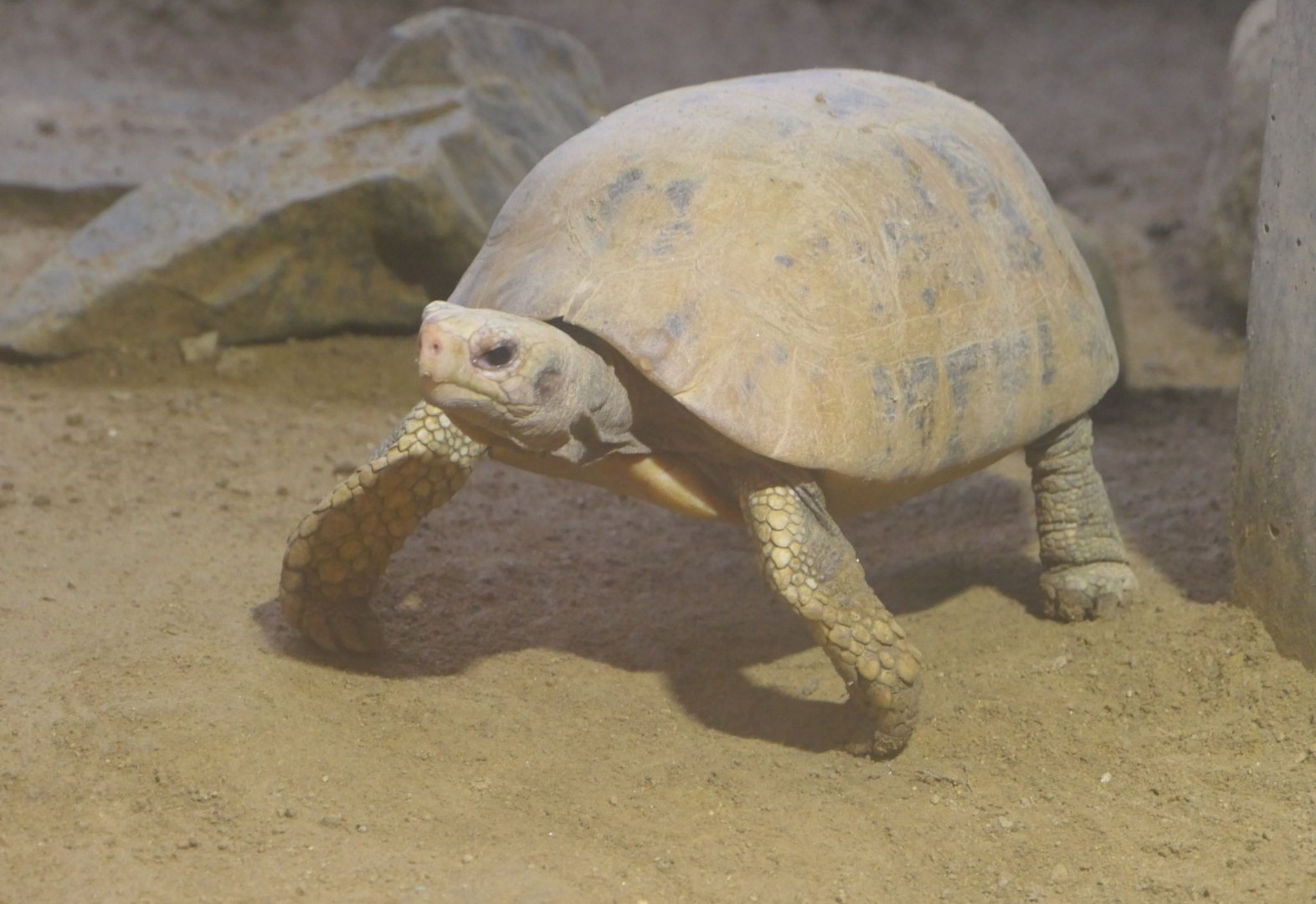 Elongated Tortoise (Indotestudo elongata)