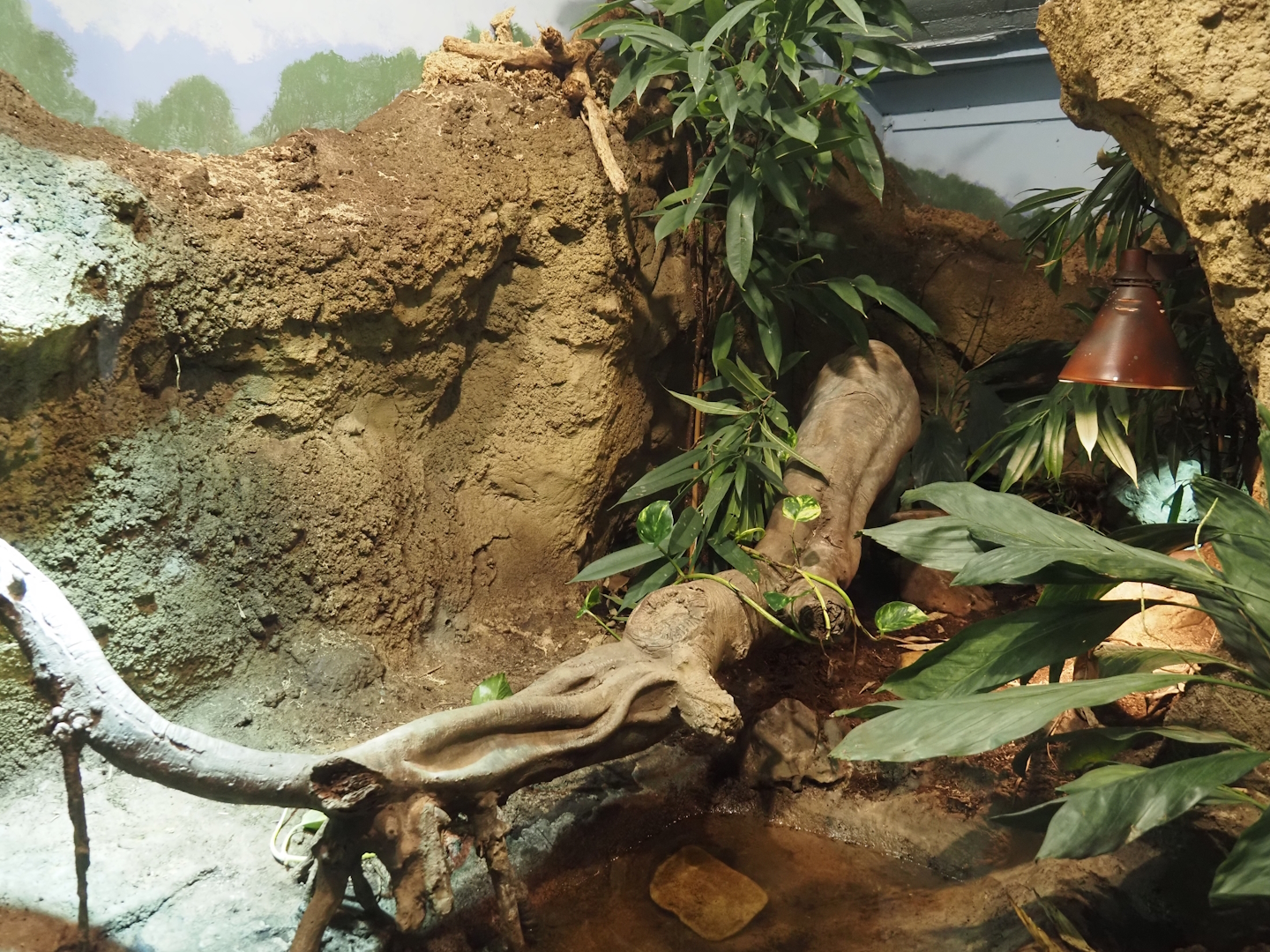 Elongated tortoise terrarium, 2024-06-30