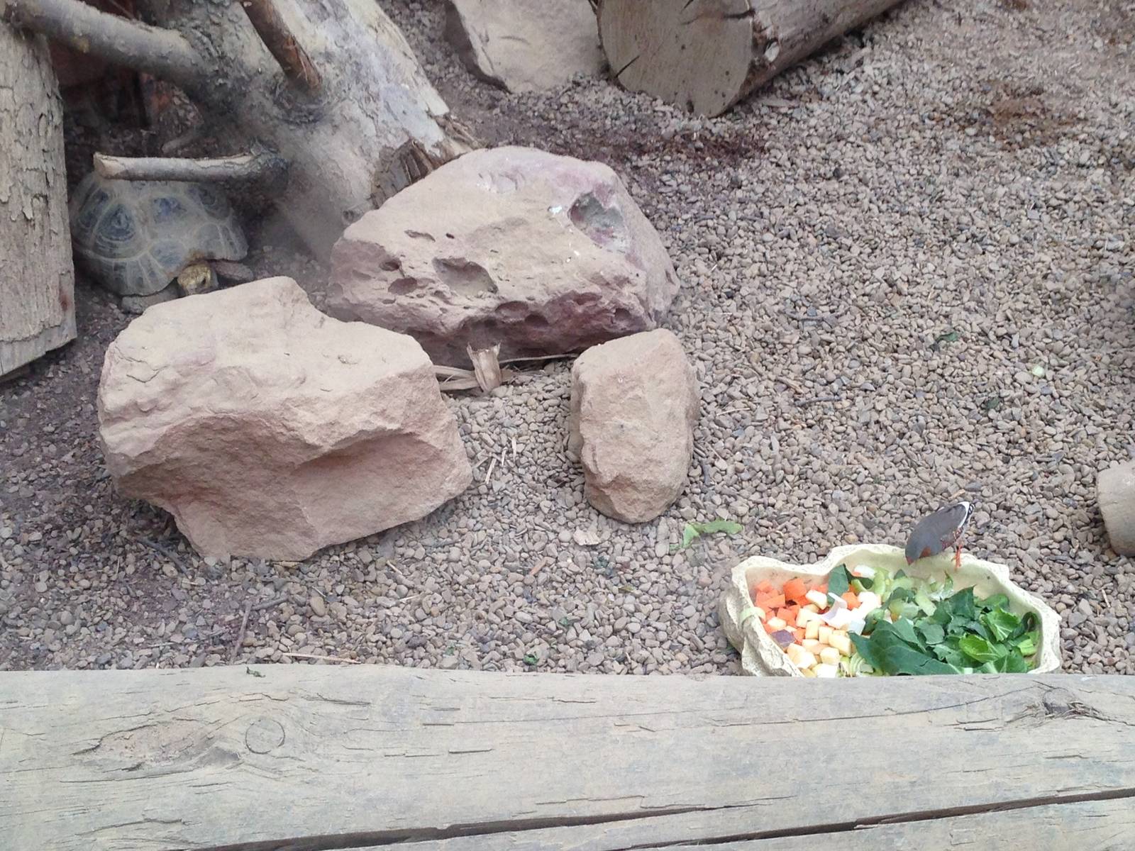 Elongated Tortoise / Zebra Finch at Tropical World - 02/10/2013