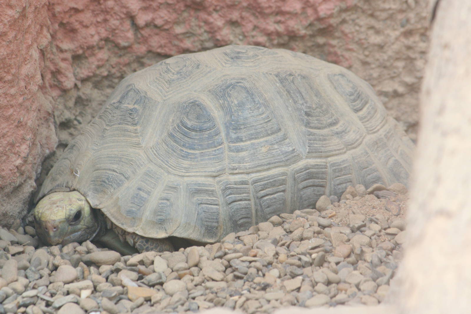 Elongated tortoise
