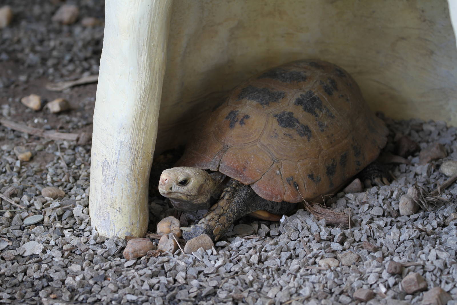 Elongated Tortoise