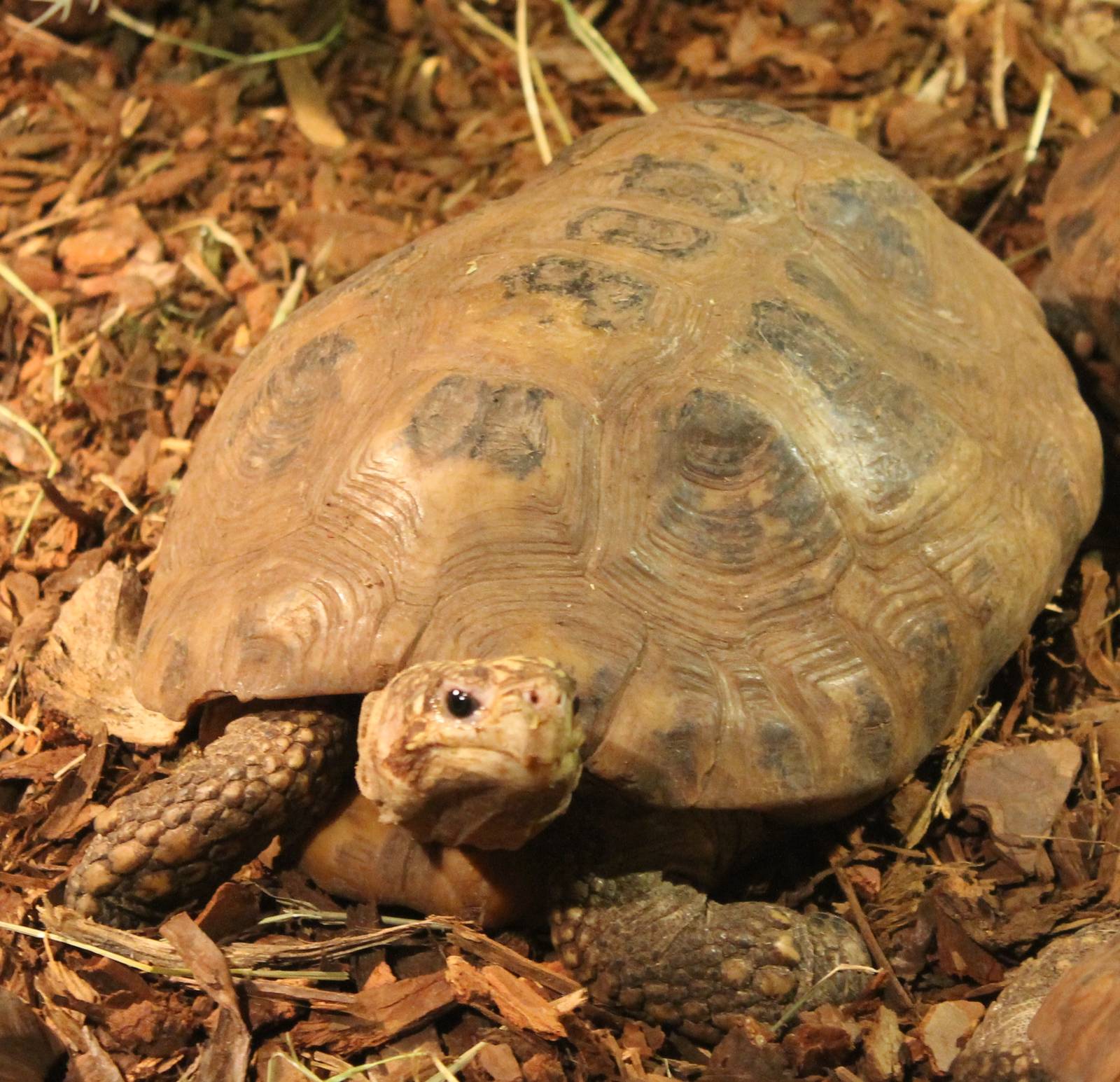 Elongated tortoise